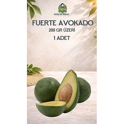 FUERTE AVOKADO 200 GR ÜZERİ