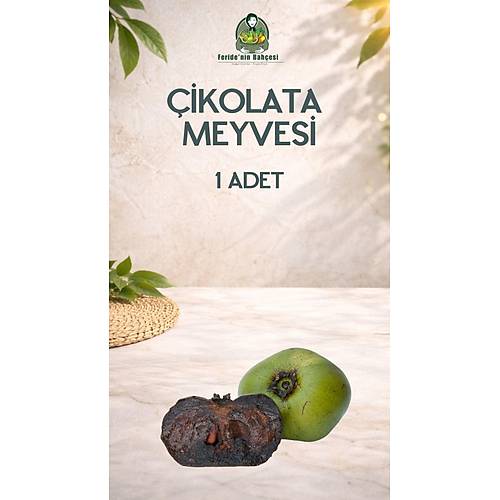 ÇİKOLATA MEYVESİ ADET