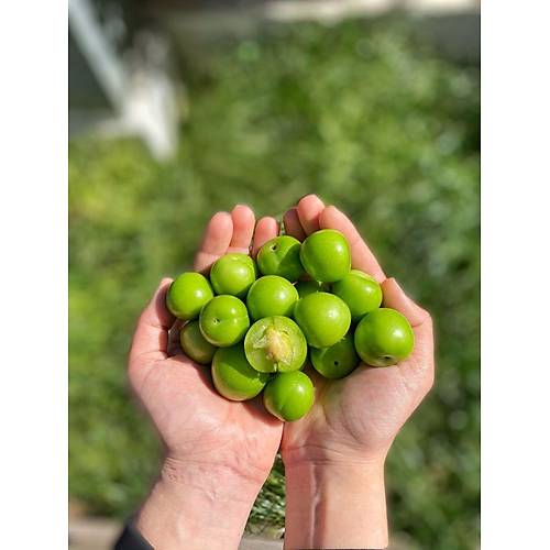 YEŞİL CAN ERİK 500 GR görseli.