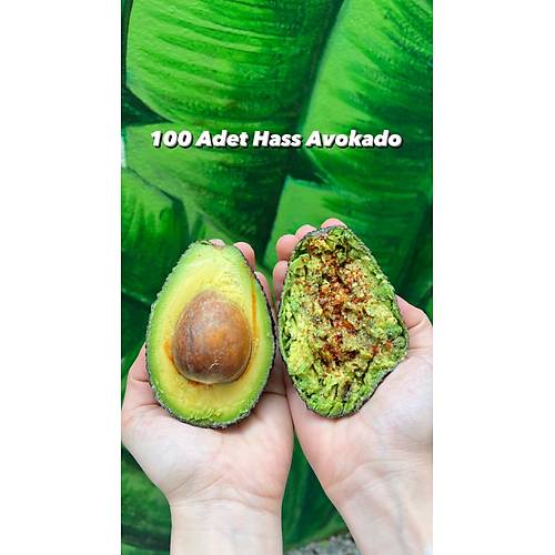 100 ADET HASS AVOKADO İTHAL (KARGO ÜCRETSİZ)) görseli.