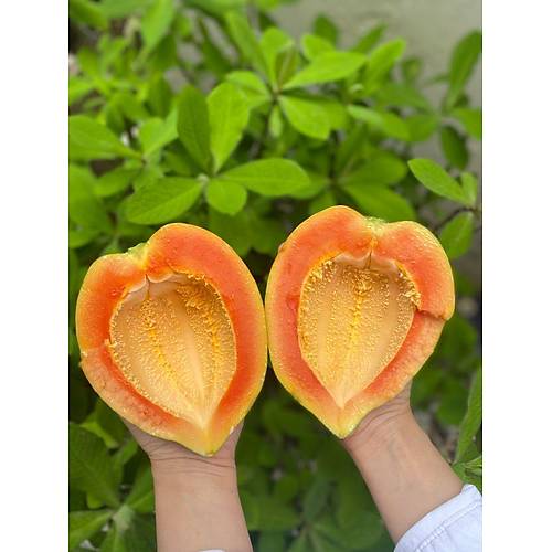 PAPAYA (ADET) görseli.