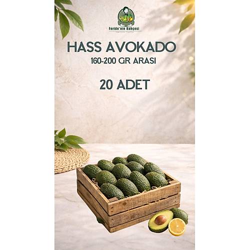 20 ADET HASS AVOKADO (160-200 GR ARASI)