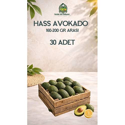 30 ADET HASS AVOKADO (160-200 GR ARASI)