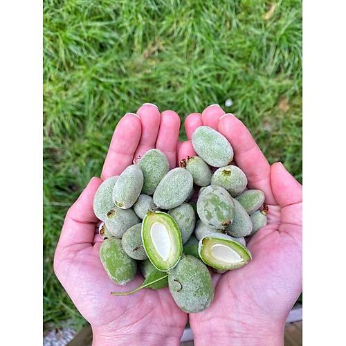 ÇAĞLA (1 KG) görseli.