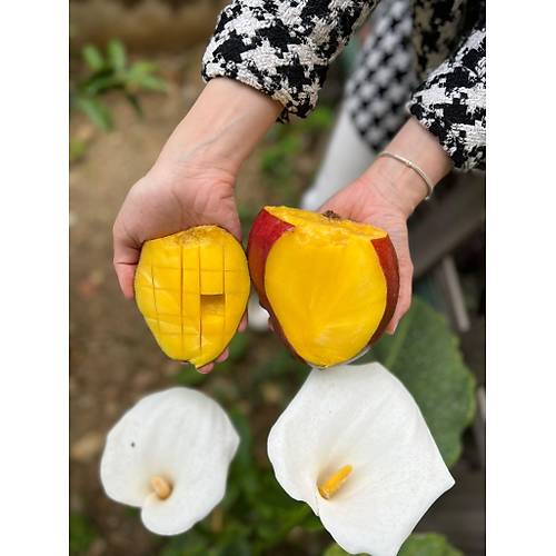 MANGO 10 ADET