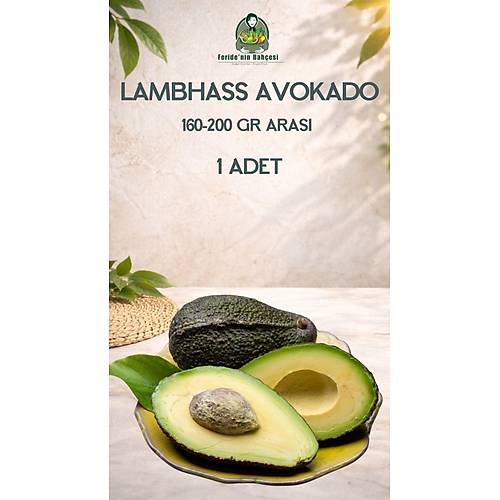LAMBHASS AVOKADO 160 GR - 200 GR ARASI