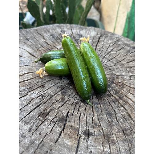 SLOR SALATALIK (1KG)