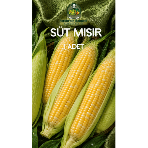 TAZE S�T MISIR 1 ADET