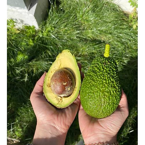 HASS AVOKADO 150 GR - 200 GR ARASI