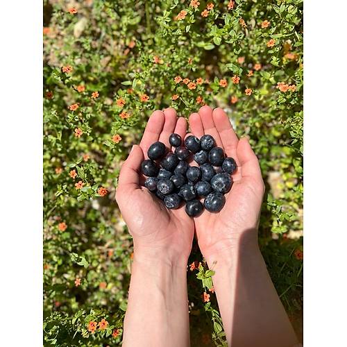 DOAL YABAN MERSN (BLUEBERRY) 125 GR