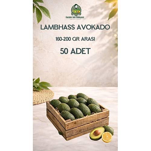 50 ADET LAMBHASS AVOKADO (160-200 GR ARASI)