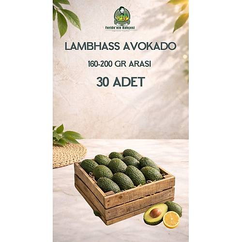 30 ADET LAMBHASS AVOKADO (160-200 GR ARASI)