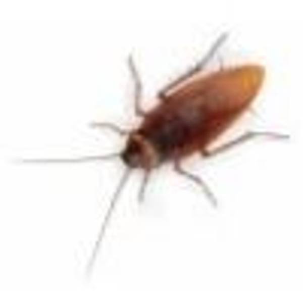 Rex Jel Hamam Böceği ve Karınca Jel Yemi (35.gr) [Hamam Böcekleri Ve Karıncalar İçin   kesin çözüm]