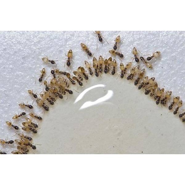 Syngenta Advion Karınca Jeli (30.Gr) (1 Adet Şırınga Jel )