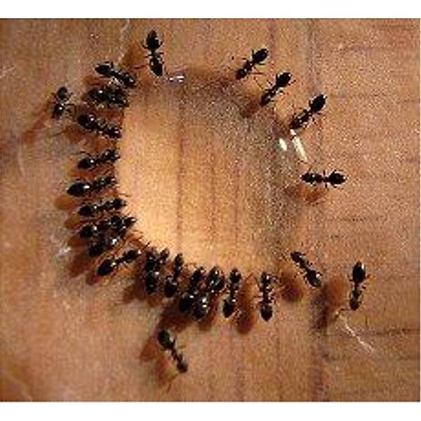 Syngenta Advion Karınca Jeli (30.Gr) (1 Adet Şırınga Jel )