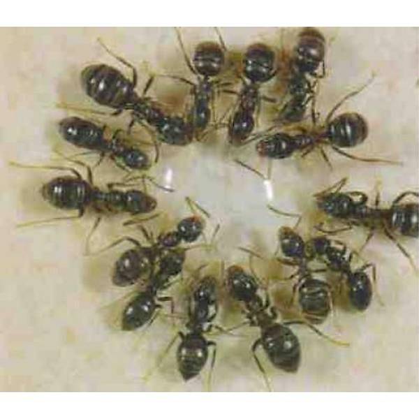 (30.gr) Bayer Maxforce Quantum Karnca Jel lac { Bir Adet rnga Jel Fiyatdr }