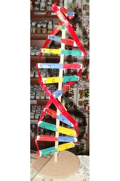 DNA MODELİ (ÖĞRENCİ TİPİ)