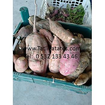 TATLI PATATES 6 KG KOL