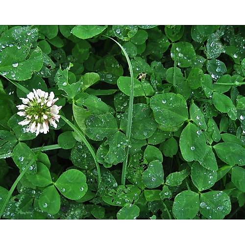 Yonca Ak Üçgül Tohumu Trifolium Repens 1 Kg