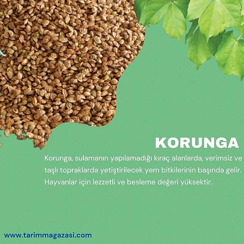 Korunga Tohumu 5 Kg