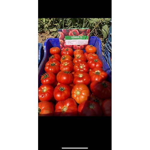 (Hibrit Ky Domatesi) Uzman F1  1000 Adet