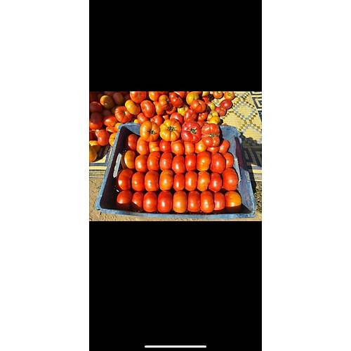 (Hibrit Ky Domatesi) Uzman F1  1000 Adet
