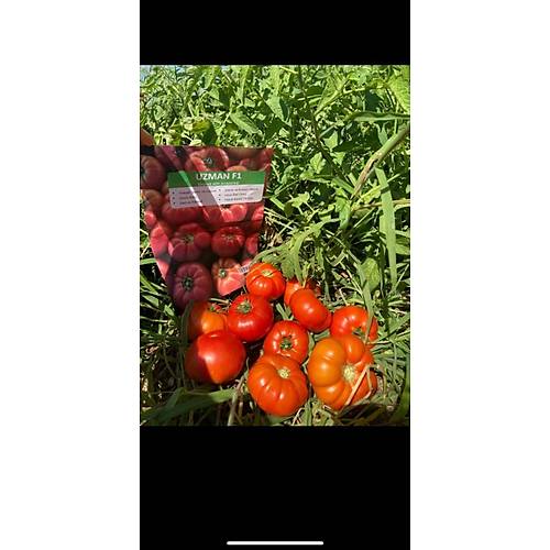 (Hibrit Ky Domatesi) Uzman F1  1000 Adet
