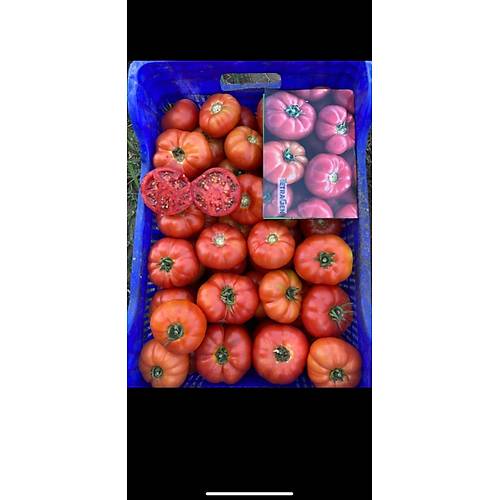 (Hibrit Ky Domatesi) Uzman F1  1000 Adet