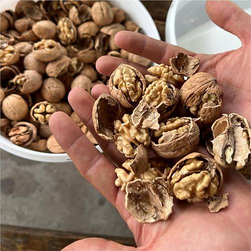 Kadolu CKK45 Ceviz ve Fndk Krma Makinesi - AGRO