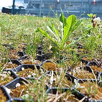AV ProGrass Green - Zemin Glendirme Paneli (1 Adet)