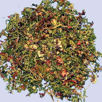 AV Sedum Kesimler