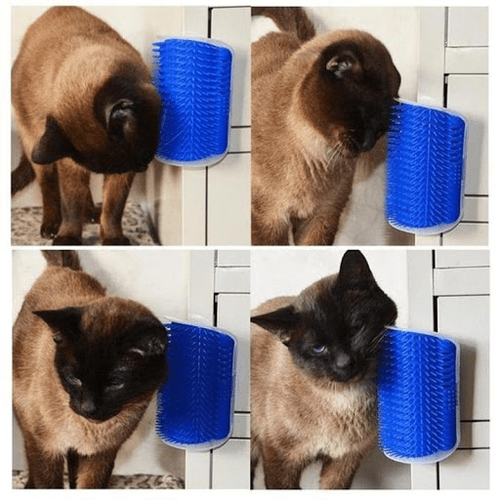 Catit Kediler in Kedi Kanma Aparat