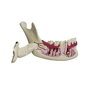 �da Collection Alt �ene Demo Model