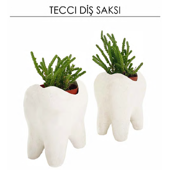 Tecci Diş Saksısı