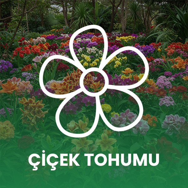 Çiçek Tohumu