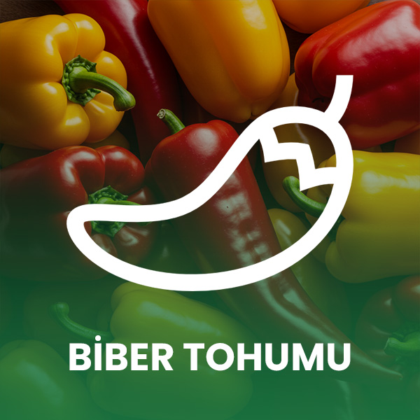 Biber Tohumu