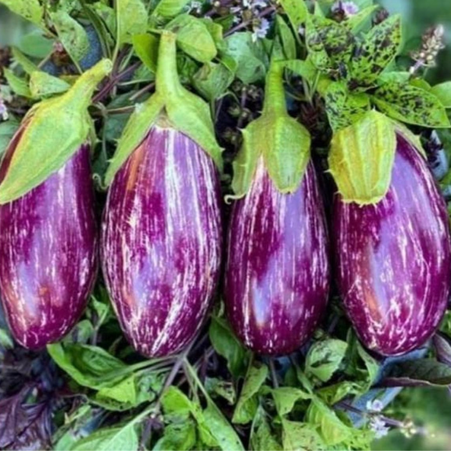30+ Adet Kayseri Yamula Çizgili Atalık Patlıcan Tohumu