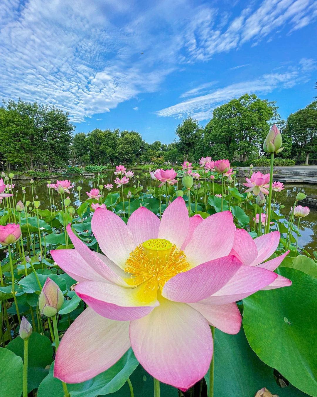 3 Adet Pembe Lotus Bitkisi Tohumu
