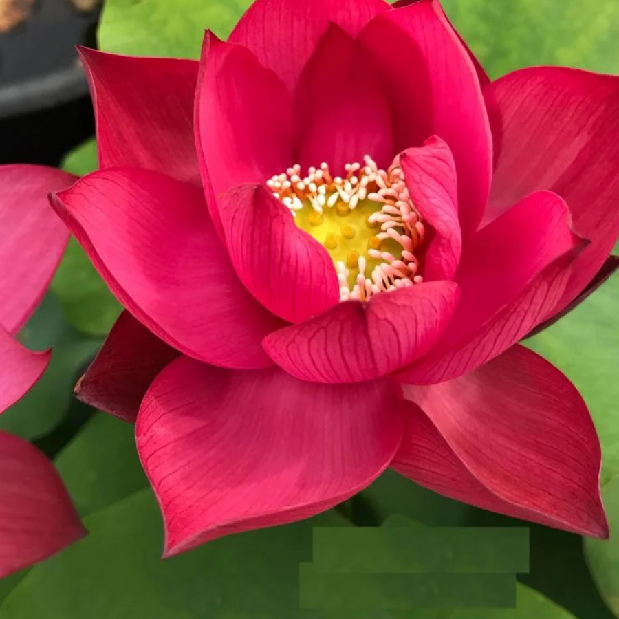3 Adet Kırmızı Lotus Bitkisi Tohumu