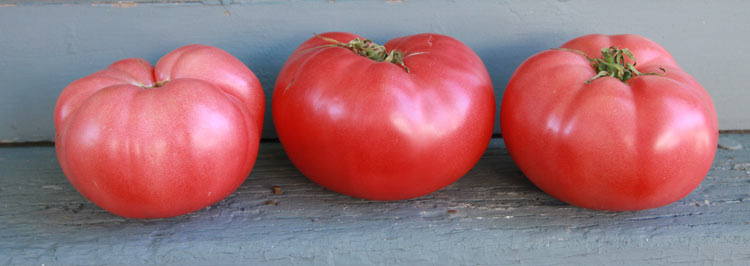 Tres Cantos Beefsteak Tomato Seeds