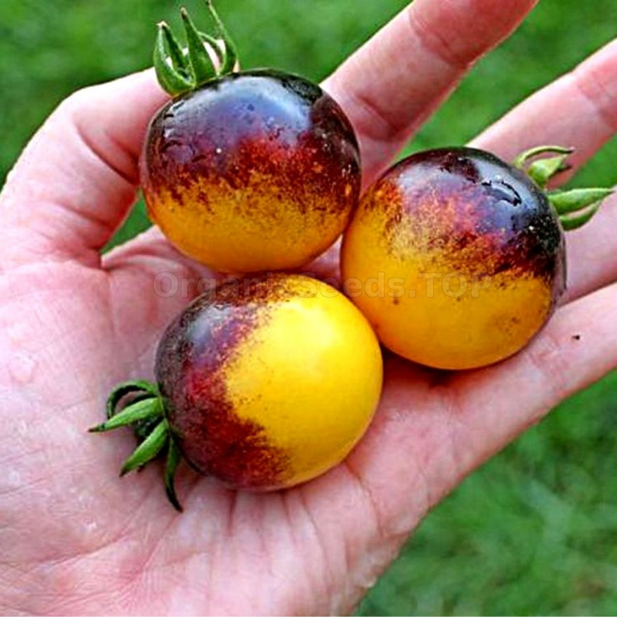 10+ Adet Bosque Bumblebee Domates Tohumu - Koleksiyonluk Domates