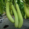 G�rsel 2
