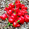 G�rsel 1