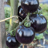 G�rsel 2