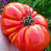 G�rsel 2