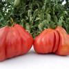 G�rsel 3