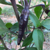 G�rsel 1