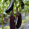 G�rsel 2