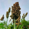 G�rsel 2