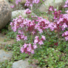 G�rsel 2
